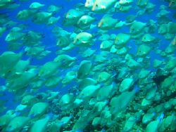 Big Shoal of Longnose parrotfish. by Anel Van Veelen 